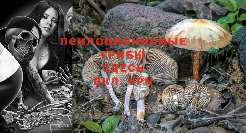 купить наркотик  Клинцы  Галлюциногенные грибы MAGIC MUSHROOMS 